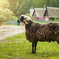 Овца :: Alex Bush