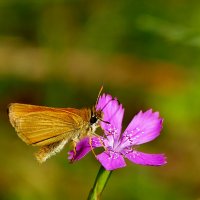 бабочки середины лета 6 :: Александр Прокудин