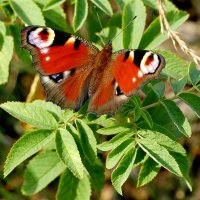 бабочки середины лета 7 :: Александр Прокудин