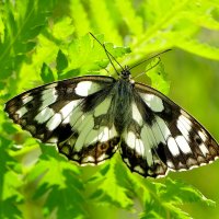 бабочки середины лета 9 :: Александр Прокудин бабочки середины лета 9 :: Александр Прокудин