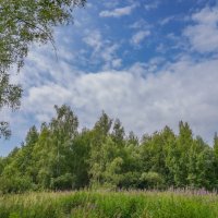На опушке... :: Владимир Жданов