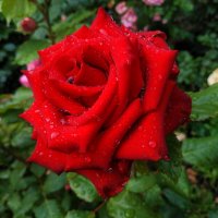 Очень разные розы :: Андрей Лукьянов