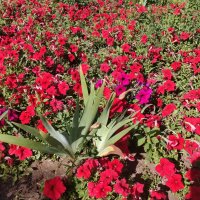 Петунья :: Андрей Хлопонин Петунья :: Андрей Хлопонин