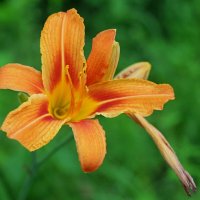 Оранжевый лилейник :: photo Bo