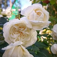 *** :: Светлана Кузнецова