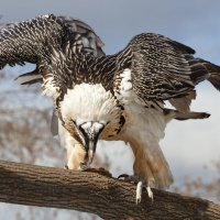 Бородач :: SanSan 