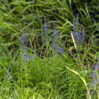 Вероника лекарственная :: Сергей Цветков