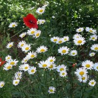 Ромашки и мак :: Рита Симонова Ромашки и мак :: Рита Симонова
