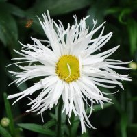 Ромашка :: Рита Симонова