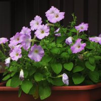 Возле дома :: Людмила Смородинская