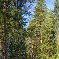 в лесу... :: Ольга Cоломатина