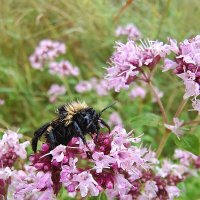 Пчёлка после дождя... :: Ирина Жигунова