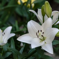 *** :: Виктор Иванович Чернюк *** :: Виктор Иванович Чернюк