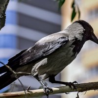 Совсем городская! :: Alexandеr P