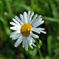 После дождя :: AleksSPb Лесниченко После дождя :: AleksSPb Лесниченко