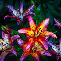 Лилейник :: Владимир Кроливец