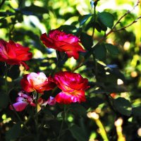 На участке :: Юрий Гайворонскiий