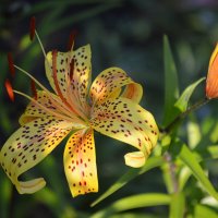 Как быстро исчезает лето!.. :: Татьяна Лютаева