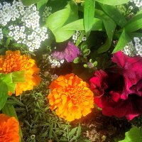 ****** :: Елена Семигина ****** :: Елена Семигина