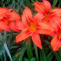 Ли... :: Елена Семигина Ли... :: Елена Семигина