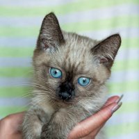 Котик :: Виктор Фоменко