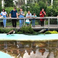 Все хотят поймать удачу - посмотреть на распущенный хвост. :: Татьяна Помогалова Все хотят поймать удачу - посмотреть на распущенный хвост. :: Татьяна Помогалова