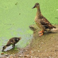 Под маминым присмотром :: Андрей Снегерёв
