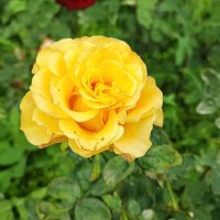 ,,,, :: Сергей Тимоновский