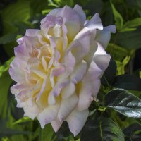 Глория  Дей :: Валентин Семчишин