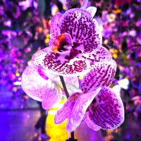 Орхидея :: Наталья 