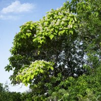 Зелёный уголок :: Анатолий Чикчирный Зелёный уголок :: Анатолий Чикчирный