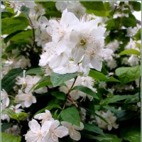 Июньский привет. :: Лия ☼