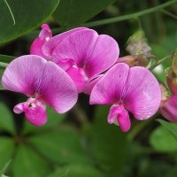 Душистый горошек :: Freddy 97