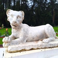 Милый львенок :: Наталья 