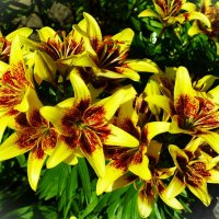 Лилии Голден Стоун :: Aida10 