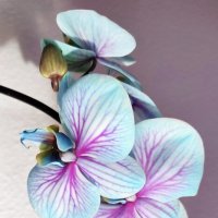 Орхидея. Wonder Blue :: Елена Галата