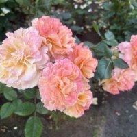 Розы :: Наталия Павлова Розы :: Наталия Павлова