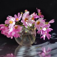 Космеи букетик :: Валентина Богатко 