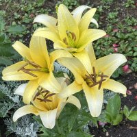 Лилии :: Oleg4618 Шутченко