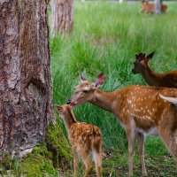 Семья :: Sergey 