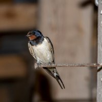 Ласточка Деревенская :: Barguzin_45 Иваныч