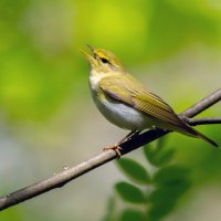 запевала :: Виталий Емельянов