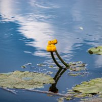 На природе :: Sergei Vikulov