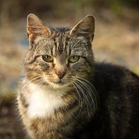 Котейка :: Виктор Седов