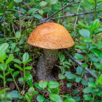 Находки в глухом лесу :: Александр Филатов