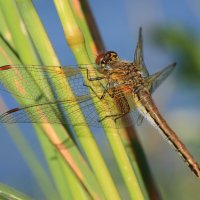 *Учитесь у Природы,инженеры* :: Владилен Панченко