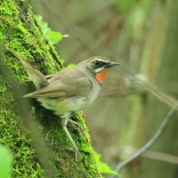 Под зелёным пологом леса... :: Владилен Панченко Под зелёным пологом леса... :: Владилен Панченко