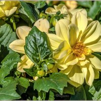 Георгин :: Aquarius - Сергей