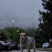 Пес датый :: Вадим 