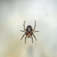 Арахнофобия :: Владимир Колесников